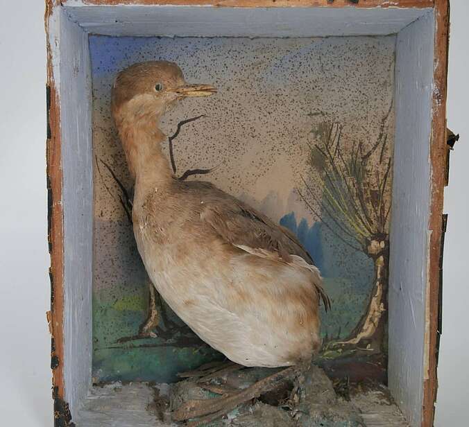 Ein Vogelpräparat iist in einem Diorama präsentiert