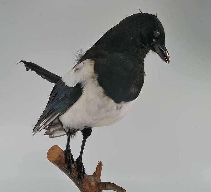 Ein Vogelpräparat ist an einem Ast drapiert.