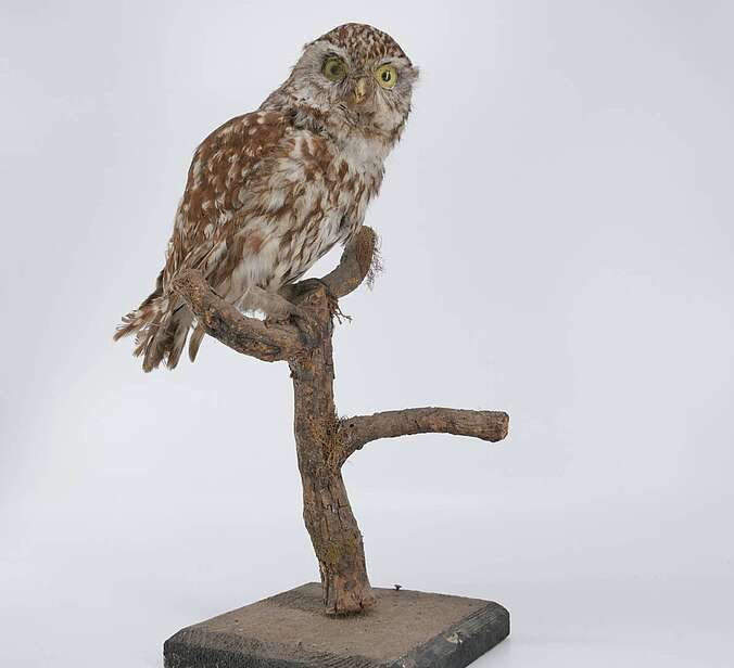 Ein Vogelpräparat ist an einem Ast drapiert.