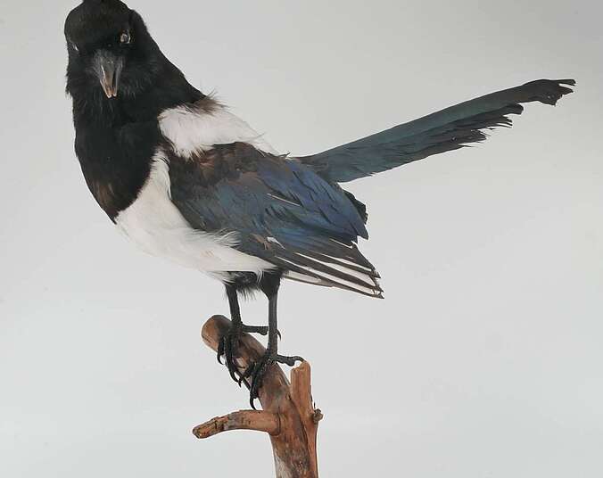 Ein Vogelpräparat ist an einem Ast drapiert.