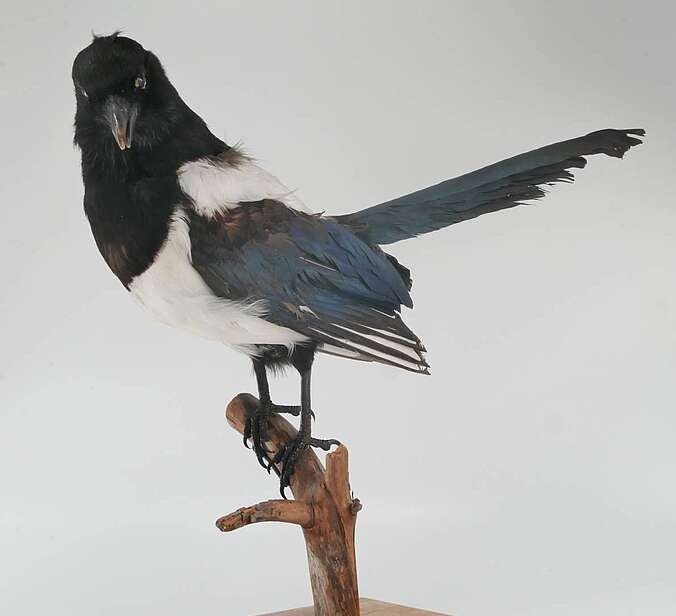 Ein Vogelpräparat ist an einem Ast drapiert.