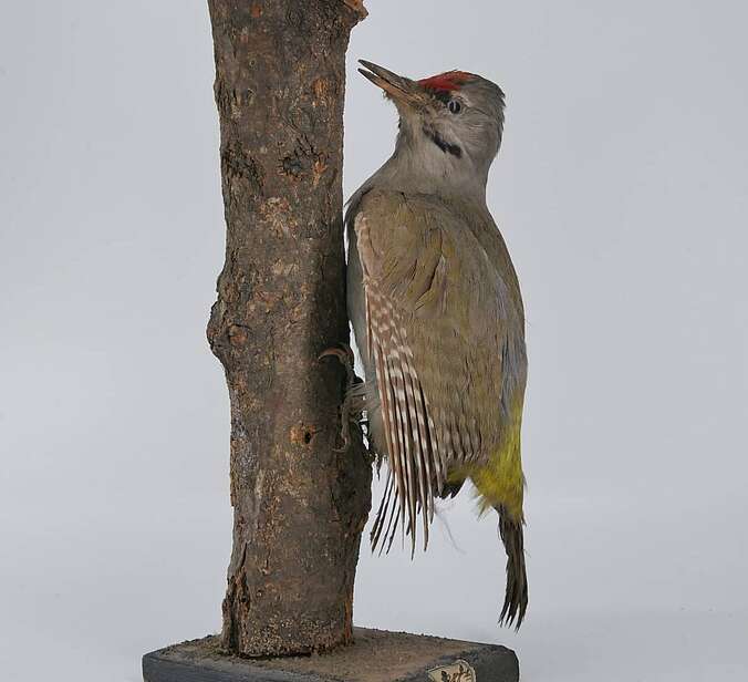 Ein Vogelpräparat ist an einem Ast drapiert.