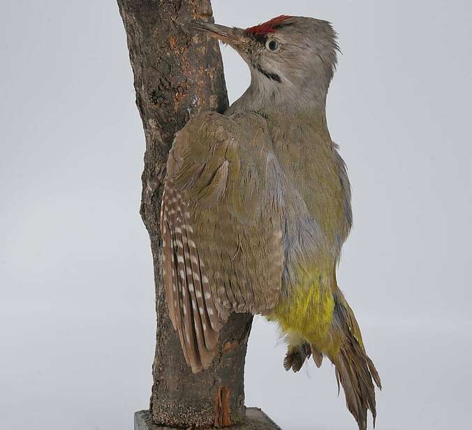 Ein Vogelpräparat ist an einem Ast drapiert.