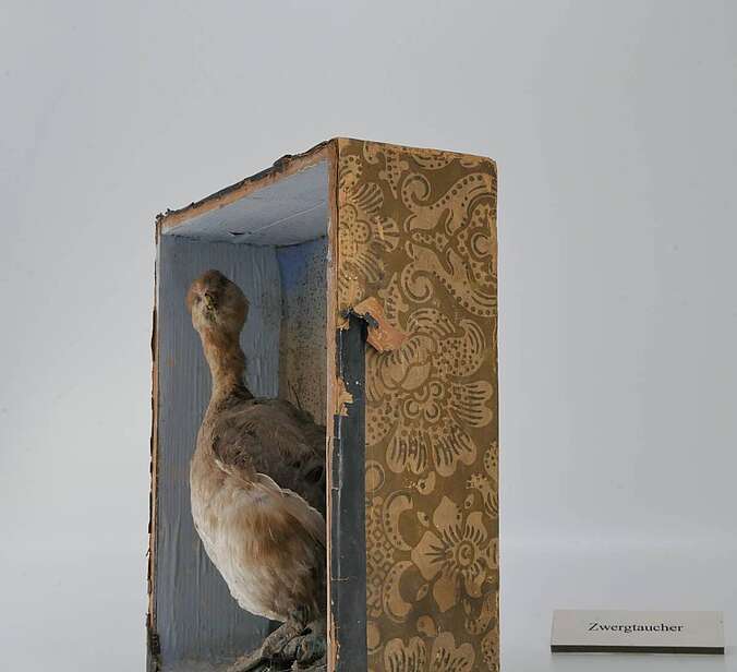 Ein Vogelpräparat iist in einem Diorama präsentiert.