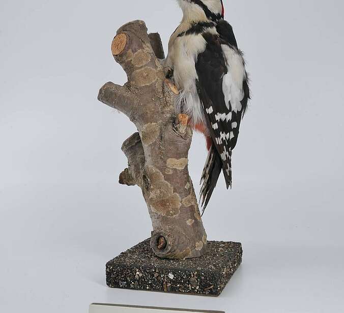 Ein Vogelpräparat ist an einem Ast drapiert.